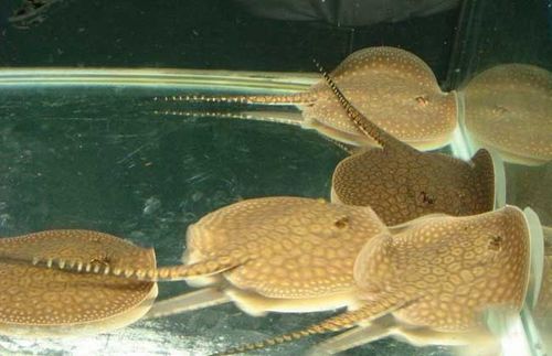 魟鱼帝王老虎魟