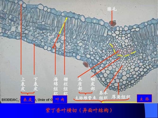 植物形态解剖学-叶的结构ppt