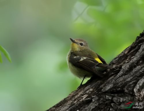 白眉姬鹟(雌鸟)