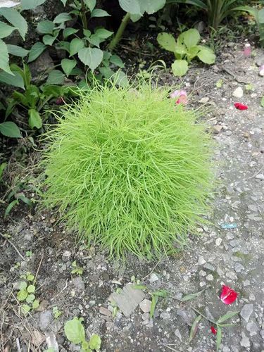 毛茸茸的,是什么植物?