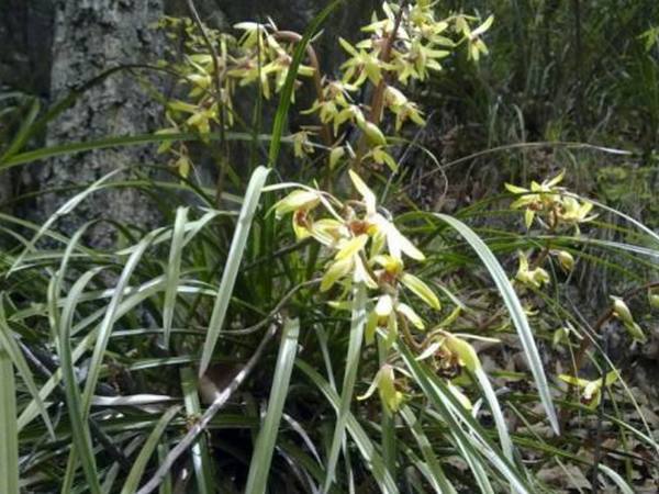 这株农村山上的野生植物价值万元村里人坐不住了纷纷上山