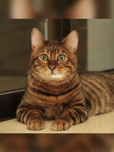 玩具虎猫胖虎胖虎玩具虎猫_玩具虎猫toyger_宠物_猫
