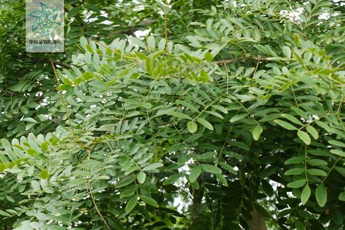 为车辆,家具用材;荚果煎汁可代肥皂用以洗涤丝毛织物;嫩芽油盐调食