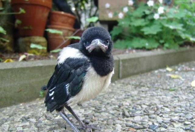 七夕又到了!喜鹊:在忙,勿cue