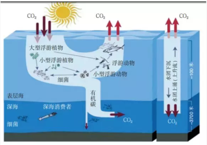 瞄准碳中和愿景,海洋碳汇催生产业新机遇!
