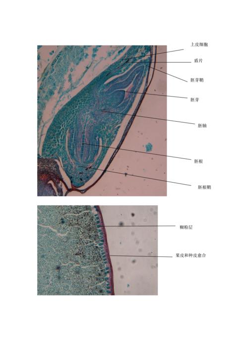 植物学实验中心实验报告16.doc