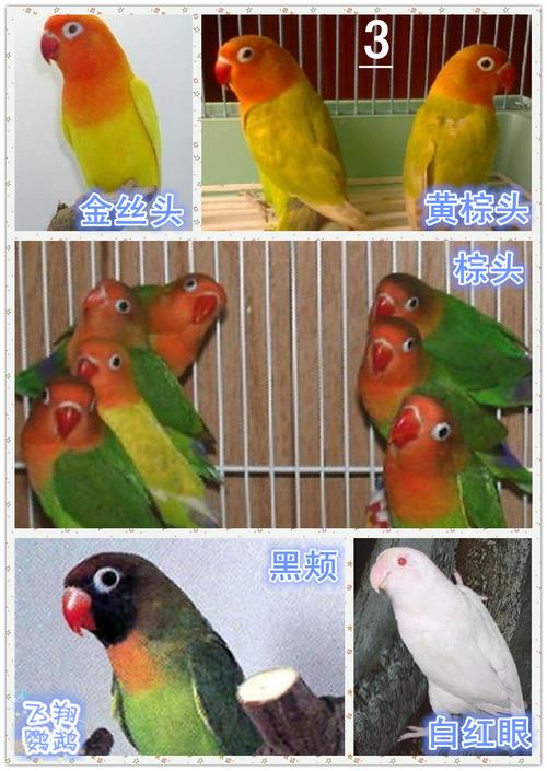 [飞翔鹦鹉]牡丹鹦鹉种类—图鉴