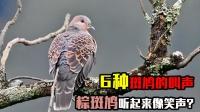 6种常见斑鸠的叫声,有的听起来像笑声,谁的鸣声最好听