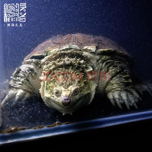 天弗深海元灵纯佛鳄龟苗原种后代爆刺王小佛鳄龟宠物佛鳄小乌龟 白墓