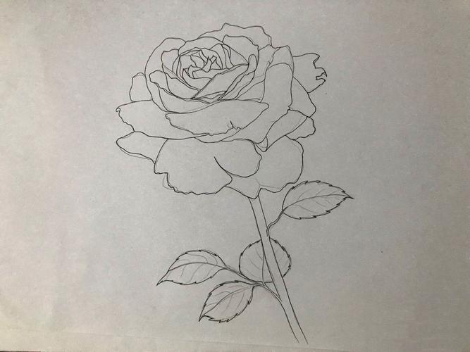 素描班家庭作业——玫瑰