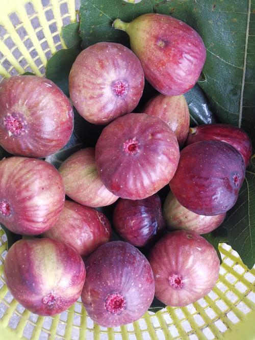 波姬红无花果 波姬红皮无花果无花果新鲜无花果基地产地供应一手货源