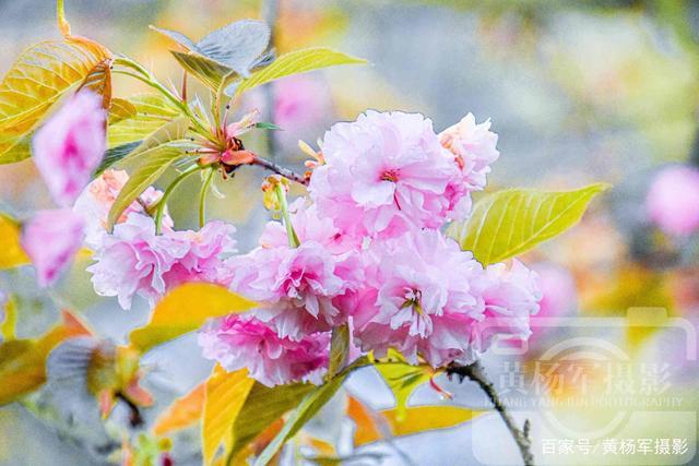春日里樱花迷人的清新美,赣南春天美丽的花朵