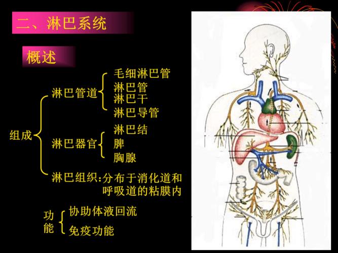 人体淋巴系统