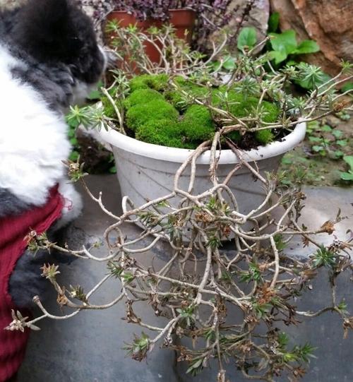 养太阳花,有些"小诀窍",长成老桩,一棵开80朵,第二年又开花