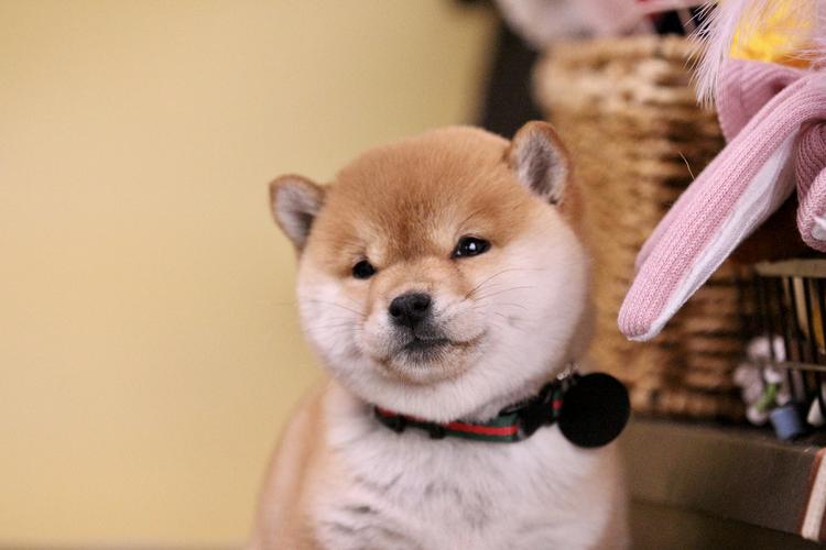 柴犬为什么会病理性掉毛?七大方面告诉你原因