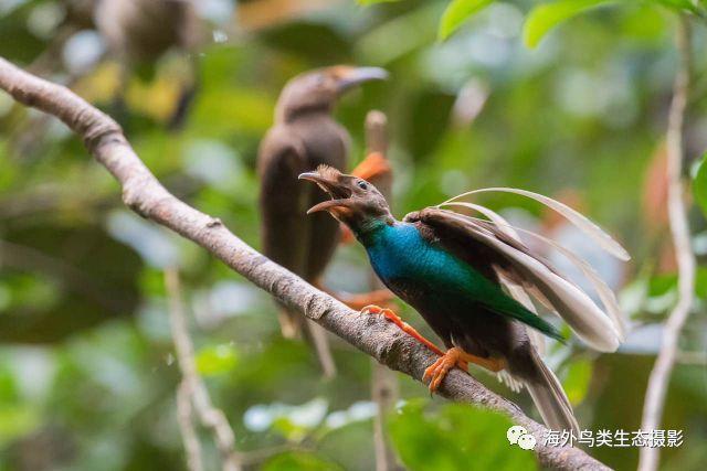 (已截止)印度尼西亚鸟类摄影
