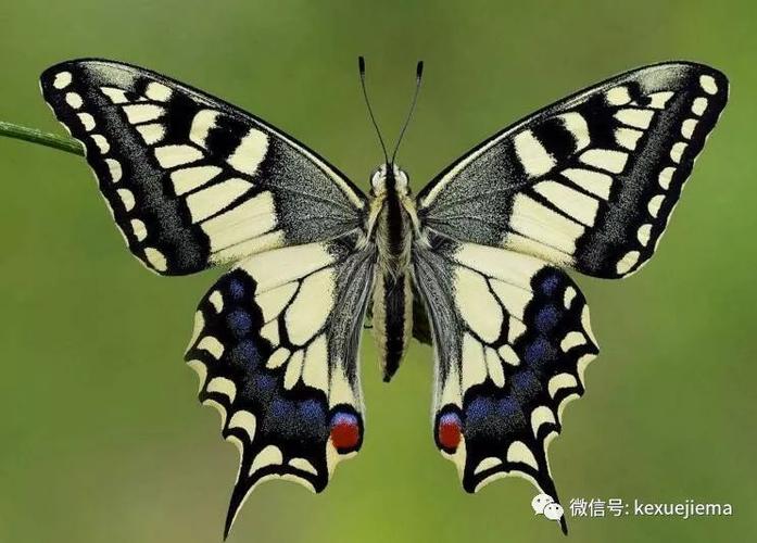 触目惊心!27年来累积少了75%,会飞的昆虫为何会越来越少?