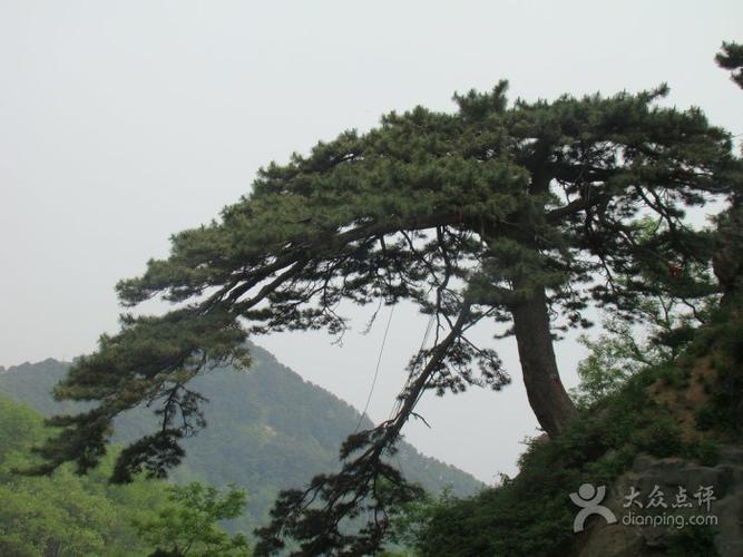 泰山迎客松