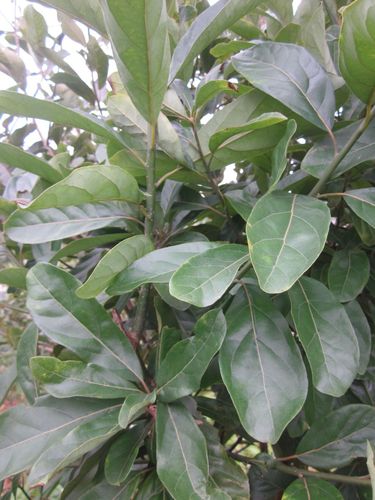 形态特征:潺槁树是樟树科常绿阔叶乔木,高可达15米,常见于疏林,灌木丛