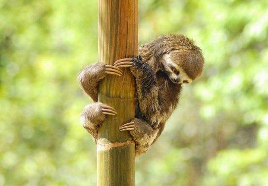 动物抱树搞笑瞬间:眼镜猴身手敏捷(图)