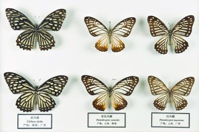 斑凤蝶_客纹凤蝶_纹凤蝶