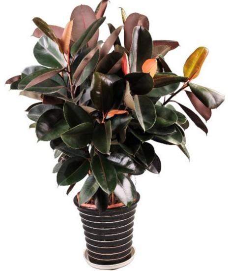 橡皮树的养殖方法和注意事项 橡皮树如何种植