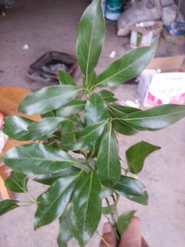 这是小叶桢楠树叶吗?