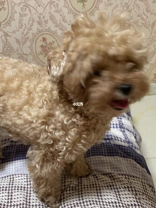 胖泰迪08_泰迪_泰迪怎么样_宠物_狗
