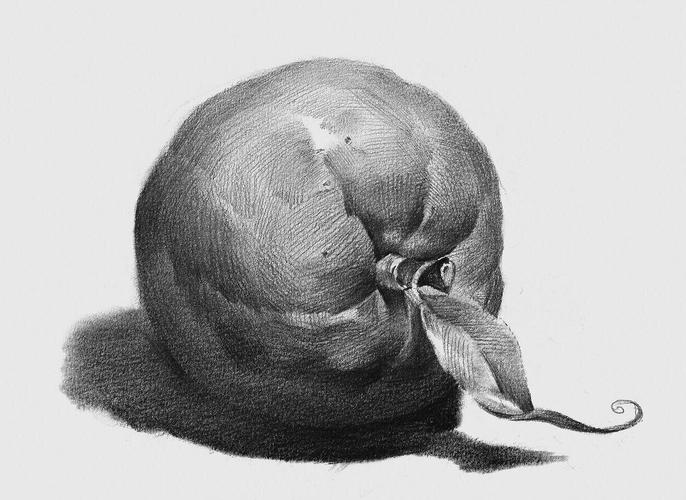 静物素描单体练习,玉米,书本,鱼头,橘子,大虾,猪腿,电钻,勺子,青椒