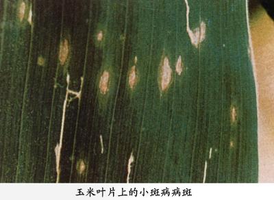 玉米小斑病