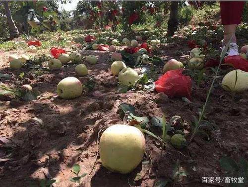 果园落地果