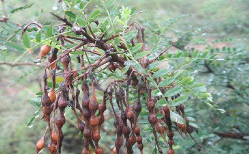 是否想知道苦豆子怎么吃