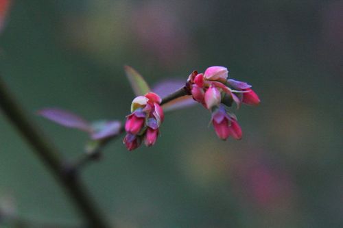 蓝莓花