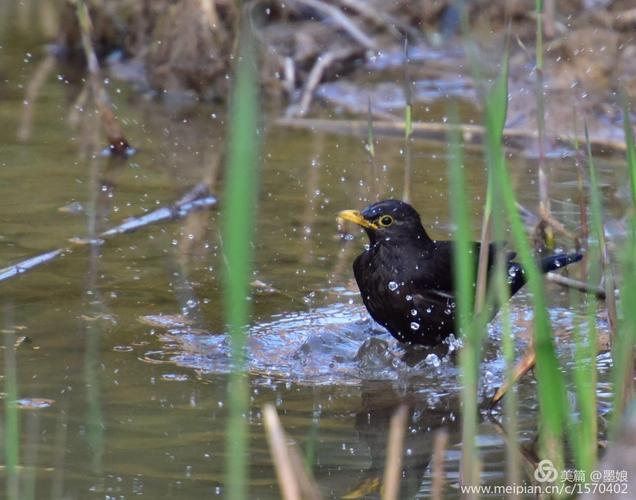 没找到小翠,却发现了正在洗澡的乌鸫.
