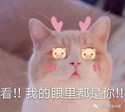 撩人表情包,恋爱脱单就靠它了!