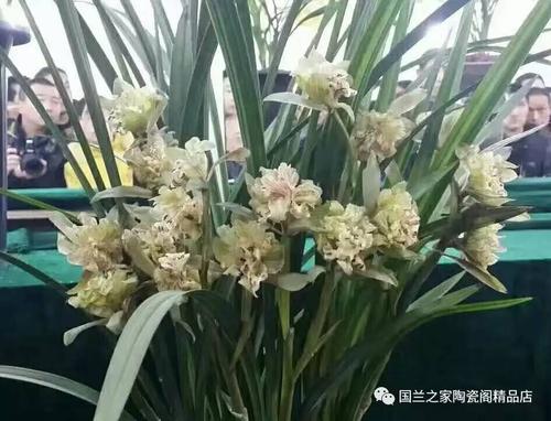 视频;中国兰花传奇风云录,值得收藏!
