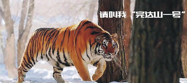 东北虎完达山一号又回来了是不是把这儿当领地了
