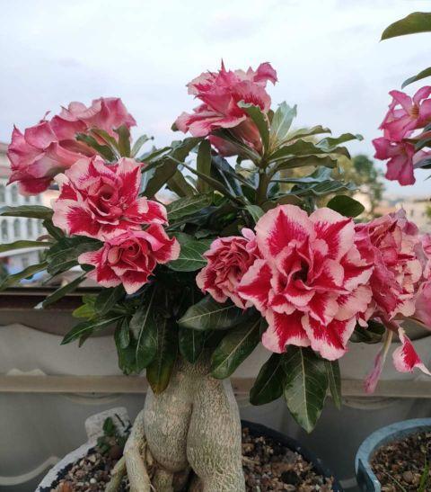 养沙漠玫瑰,最容易被忽视这3点,难怪开花少长势差!