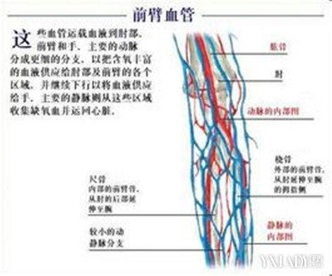 【图】盘点上肢血管解剖图 教你如何快速练出肌肉