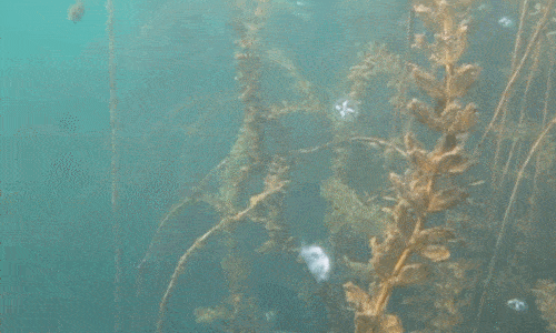 网络配图 资料显示,桃花水母对水质和温度的要求很苛刻:水温需要在18