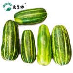 新鲜蔬菜农家菜瓜花皮烧瓜梢瓜花皮水瓜脆瓜青皮菜瓜餐厅食堂供应
