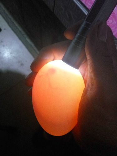 鹅蛋里有水 是黄色的 一下图片是照出来的 这是蛋里照出来的 解答 这