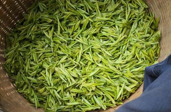 安吉白茶