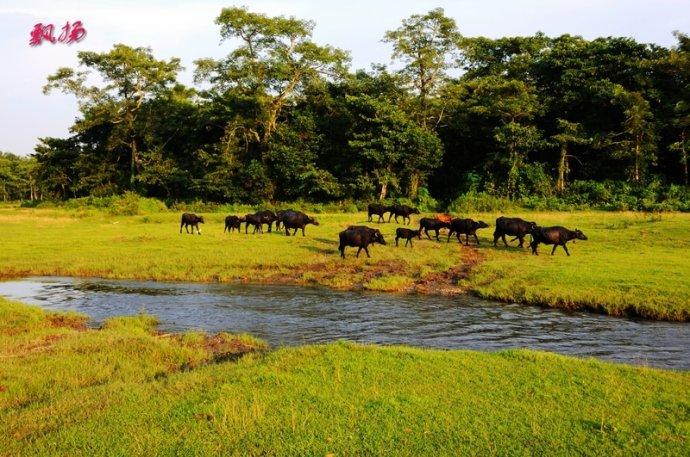 尼泊尔掠影(一)--奇旺国家森林公园