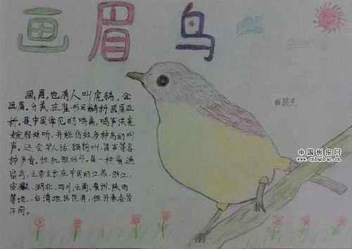 可爱的鸟类手抄报图片大全_生物手抄报