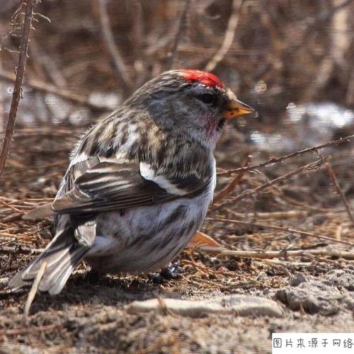 苏鸟怎么养才能下蛋?