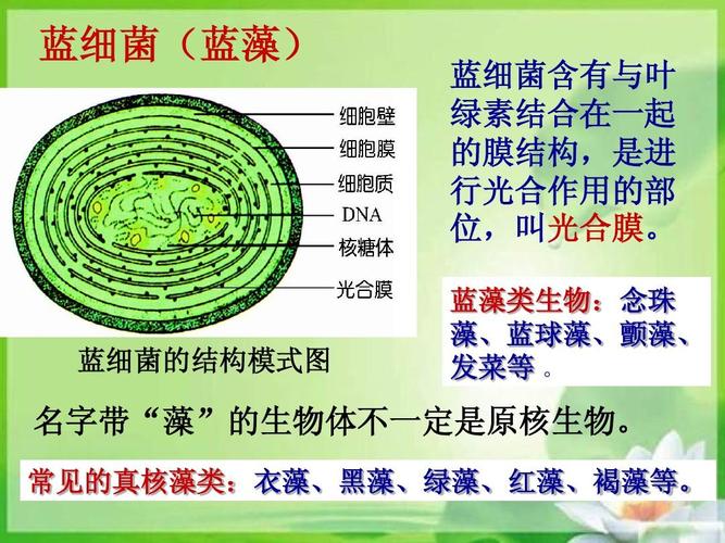 蓝细菌的结构模式图 名字带"藻"的生物体不一定是原核生物.