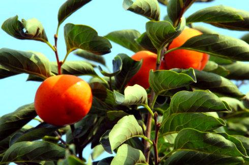 秋天的收获-----柿子