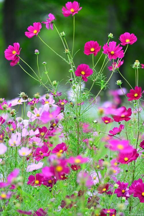 格桑花的花语:珍惜眼前人