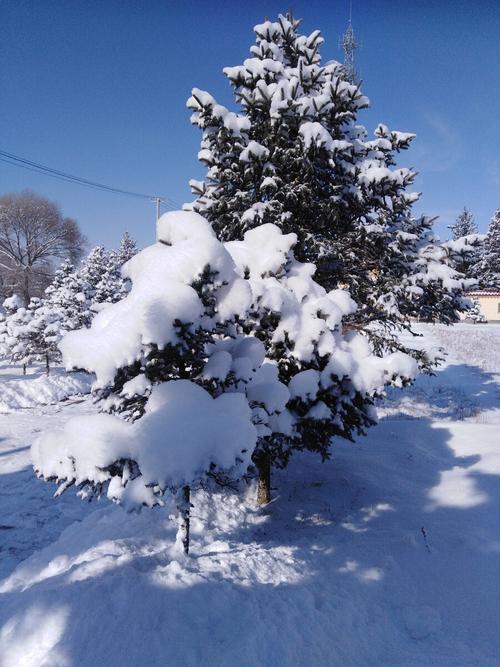 雪花飘飘到处一片白茫茫的雪地